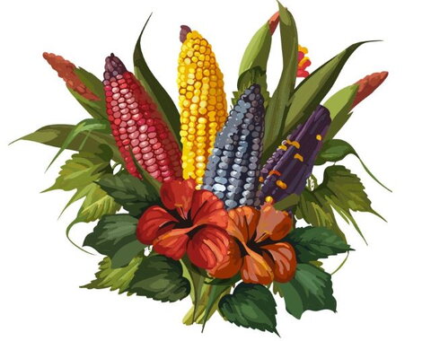 Maize in flowers